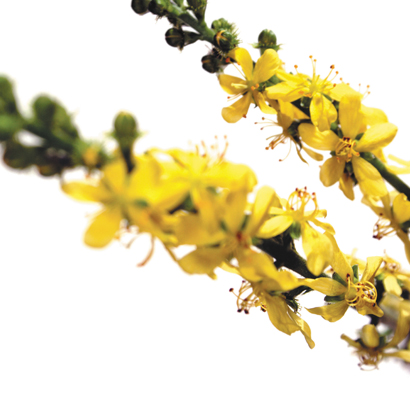 Fleurs de Bach Agrimony • Beauticae