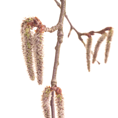 Fleurs de Bach Aspen • Beauticae