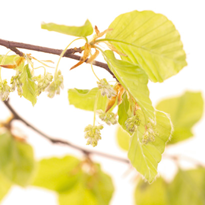 Fleurs de Bach Beech • Beauticae