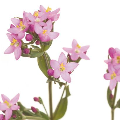 Fleurs de Bach Centaury • Beauticae