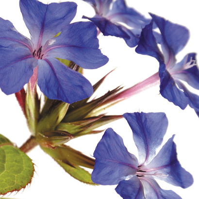 Fleurs de Bach Cerato • Beauticae