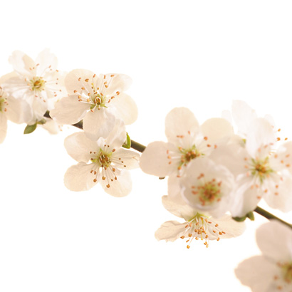 Fleurs de Bach Cherry Plum • Beauticae