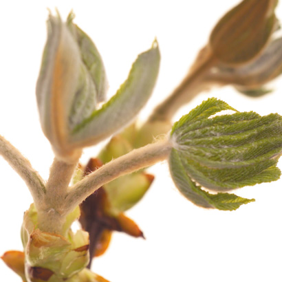 Fleurs de Bach Chestnut bud • Beauticae