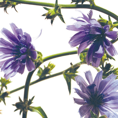 Fleurs de Bach Chicory • Beauticae
