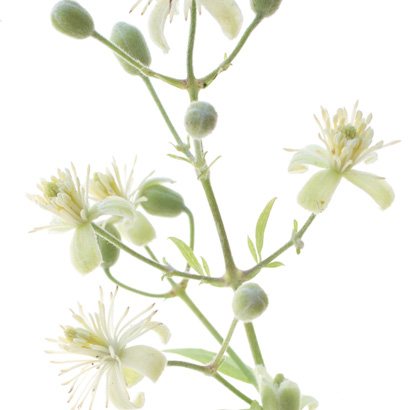 Fleurs de Bach Clematis • Beauticae