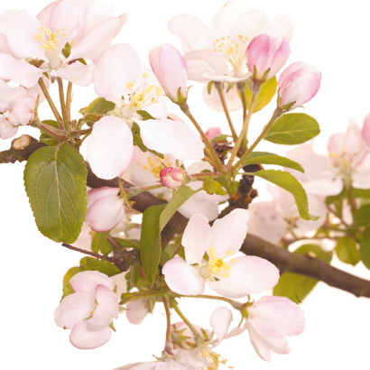 Fleurs de Bach Crab Apple • Beauticae