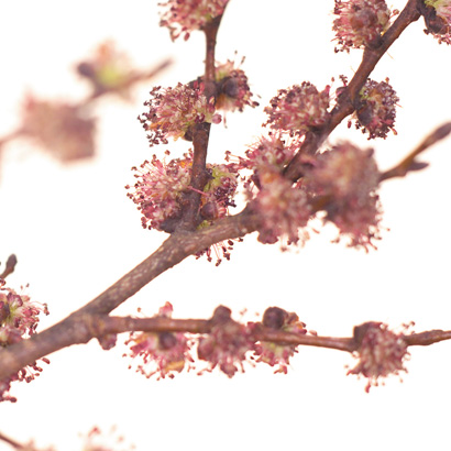 Fleurs de Bach ELM • Beauticae