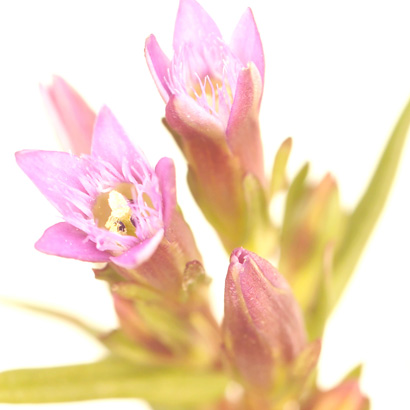 Fleurs de Bach Gentian • Beauticae