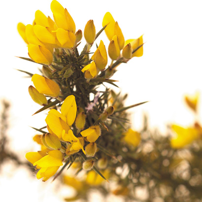 Fleurs de Bach Gorse • Beauticae