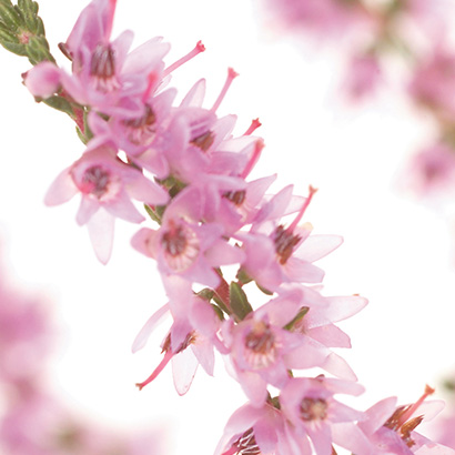 Fleurs de Bach Heather • Beauticae