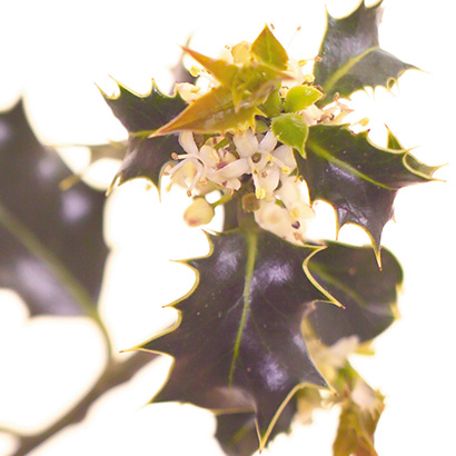 Fleurs de Bach Holly • Beauticae