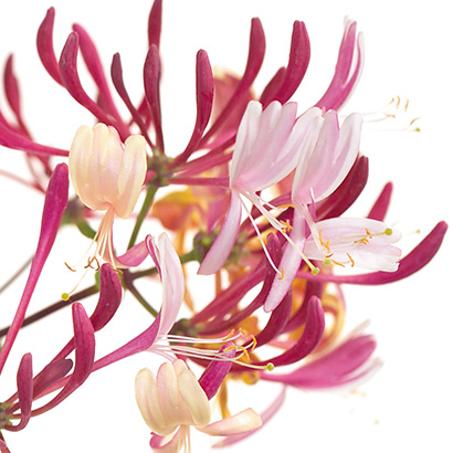 Fleurs de Bach Honeysuckle • Beauticae