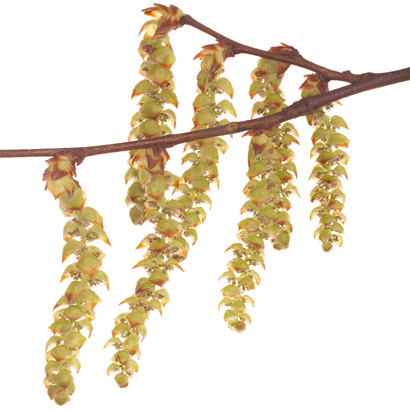 Fleurs de Bach Hornbeam • Beauticae