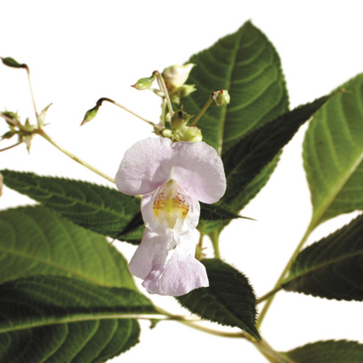 Fleurs de Bach Impatiens • Beauticae
