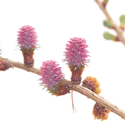 Fleurs de Bach Larch • Beauticae