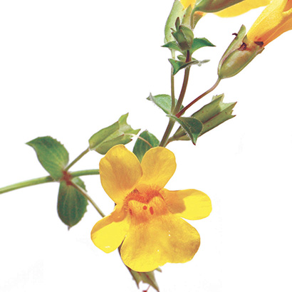 Fleurs de Bach Mimulus • Beauticae