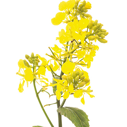 Fleurs de Bach Mustard • Beauticae