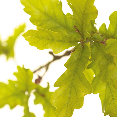 Fleurs de Bach Oak • Beauticae