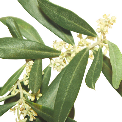 Fleurs de Bach Olive • Beauticae