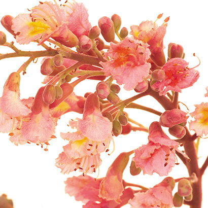 Fleurs de Bach red chestnut • Beauticae