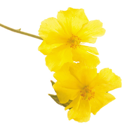 Fleurs de Bach rock rose • Beauticae