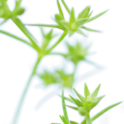 Fleurs de Bach Scleranthus • Beauticae