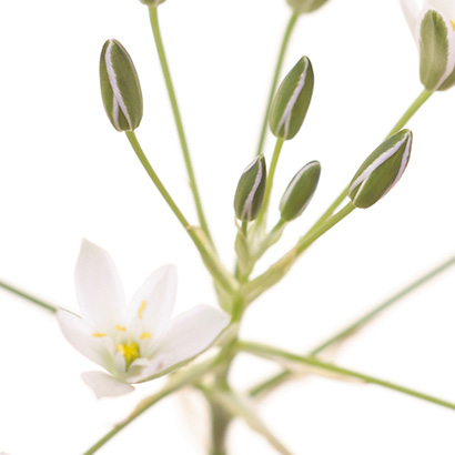 Fleurs de Bach Star of Bethlehem • Beauticae