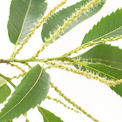 Fleurs de Bach Sweet Chestnut • Beauticae