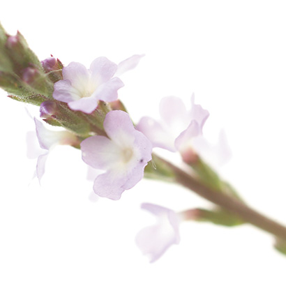 Fleurs de Bach Vervain • Beauticae
