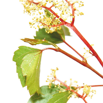 FLEURS DE BACH VINE Fleurs de Bach • Beauticae