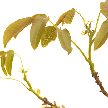 FLEURS DE BACH WALNUT Fleurs de Bach • Beauticae