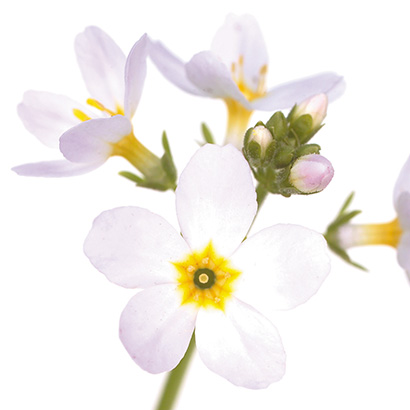 FLEURS DE BACH WATER VIOLET Fleurs de Bach • Beauticae