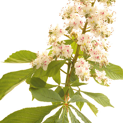 FLEURS DE BACH WHITE CHESTNUT Fleurs de Bach • Beauticae