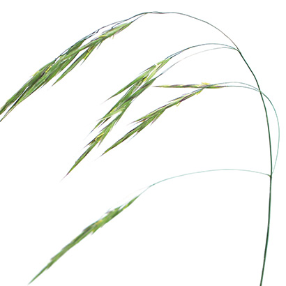 Fleur de bach Wild Oat • Beauticae