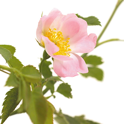 FLEURS DE BACH WILD ROSE Fleurs de Bach • Beauticae