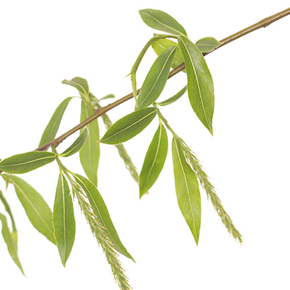 FLEURS DE BACH WILLOW Fleurs de Bach • Beauticae