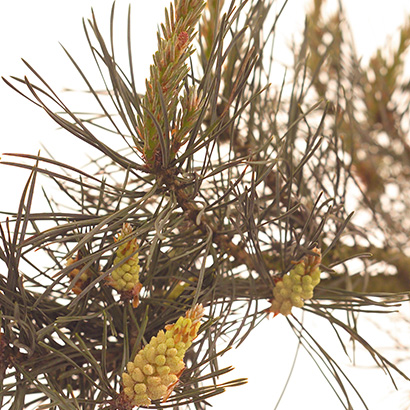 Fleurs de Bach Pine • Beauticae
