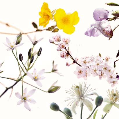 RESCUE, LA 39EME FLEUR Fleurs de Bach • Beauticae
